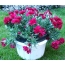 Garden Carnations