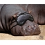Sleeping Hippo