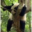Kugona panda