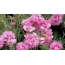 Carnations Pink