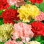 Carnations multicolored
