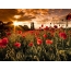 ງາມ poppies sunset ງາມ