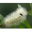 White caterpillar