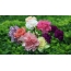 Multicolored carnations