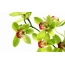 Zöld orchideák