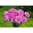 Carnations ungu