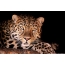 Hermoso leopardo
