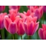 Rózsaszín tulipán