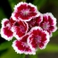Carnations gudaha
