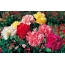 Multicolored carnations
