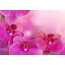 Rózsaszín orchideák