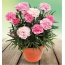 Potted Carnations