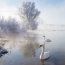 Swans on the lake