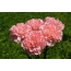 Carnations Pink