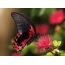 Butterfly embali