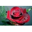 Smuk rose på skrivebordet