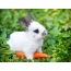 خرگوش با هویج