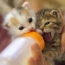 Kätzchen trinken Milch