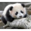 Aranyos panda