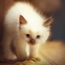 Bílá kočka