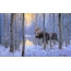 Elk u zimskoj šumi