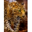 Leopard animation