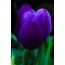 Gyönyörű tulipán