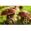 Fairy Mushrooms