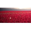 Raudonų tulpių laukas