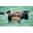 Bison family