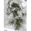 Pine, cones, snow