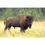 Amerika bison