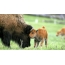 Vauvan bison