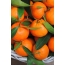 Tangerines layar penuh
