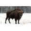 Bison on the snow