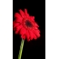 Rote Blume auf dem Desktop