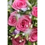 Ama-pink roses