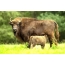 Kvinde bison med kalv