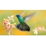 Hummingbirds, bláthanna buí