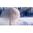 Ձյունածածկ ծառեր