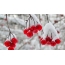 Berries am Schnee