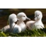 Witte ducklings