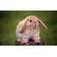 Funny dovşan