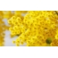 デスクトップ上の黄色い花