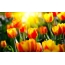 Li-tulips ho desktop