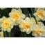 Daffodils i runga i te papamahi