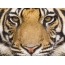 Tiger on the desktop