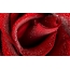 I-red rose