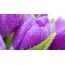Violetit tulppaanit