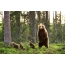 Bear with cubs in the forest